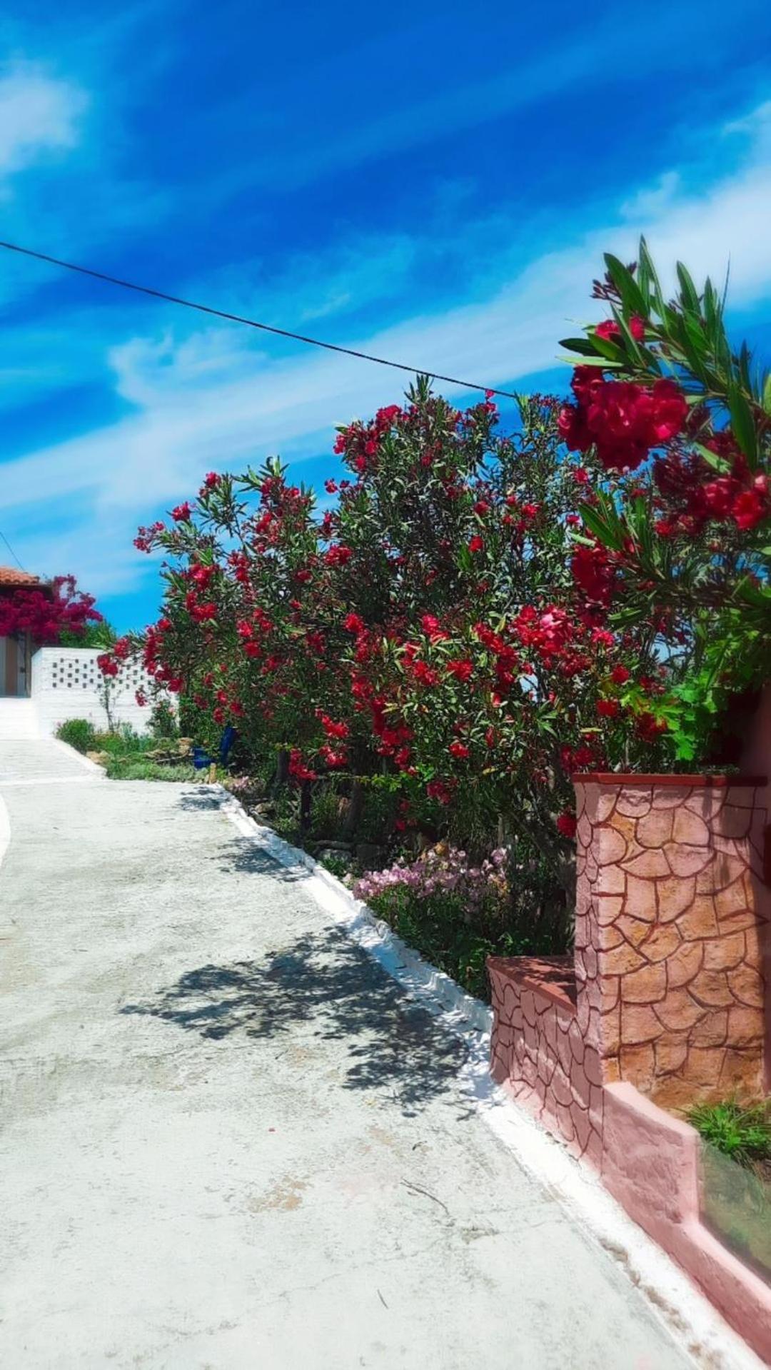 Villa Thea Κάτω Σαμικό Εξωτερικό φωτογραφία